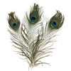 PACK 3 PLUMES DE PAON - 25/30 CM - COLORIS NATUREL