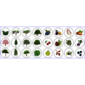 ROULEAU DE 360 GOMMETTES RONDES 33MM ARBRES