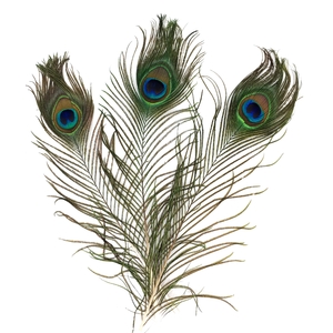 PACK 3 PLUMES DE PAON - 25/30 CM - COLORIS NATUREL