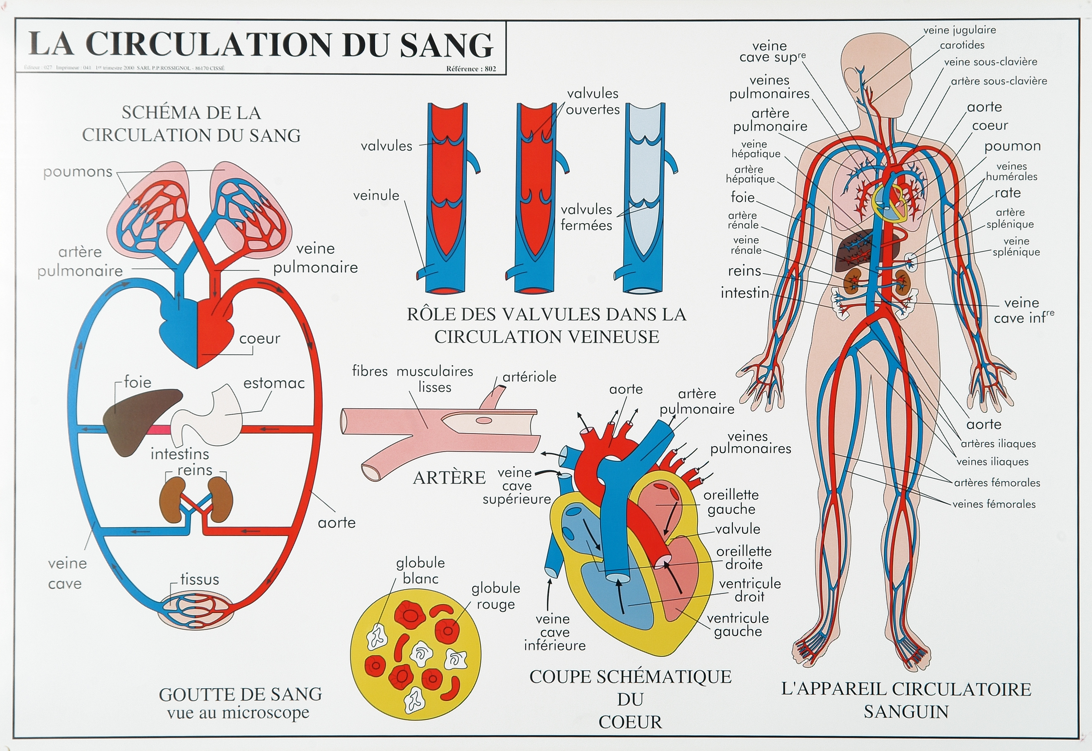 Funscience Unit 2 Nutrition Digestion Respiration Cir vrogue.co